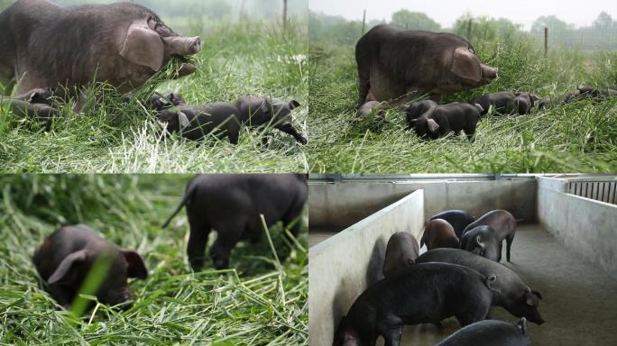 土猪养殖场的黑猪