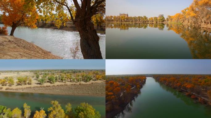 新疆叶尔羌河两岸的胡杨林风光（1）