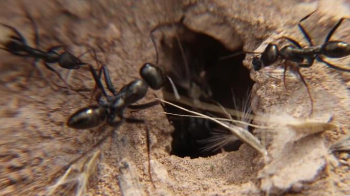 高清蚂蚁拍摄