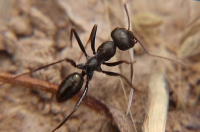 高清蚂蚁拍摄