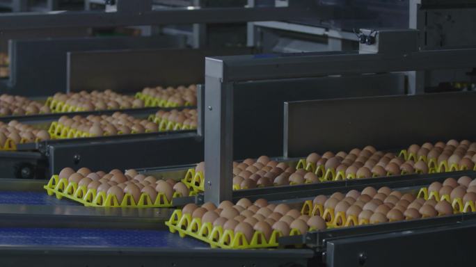4k鸡蛋生产线