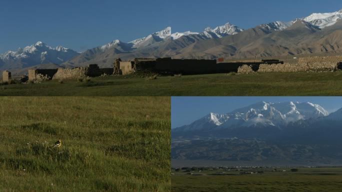 新疆南疆公格尔山葱岭夏季草场