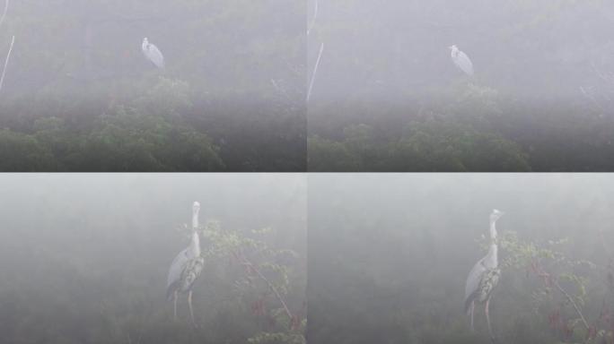 浓雾林稍苍鹭