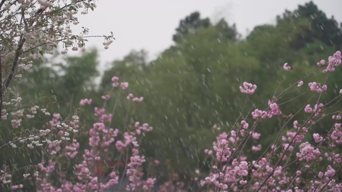 桃花 浇水 桃花林 桃花山