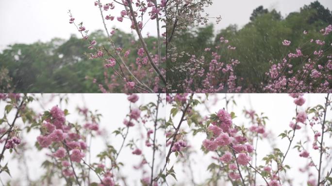 桃花 浇水 桃花林 桃花山