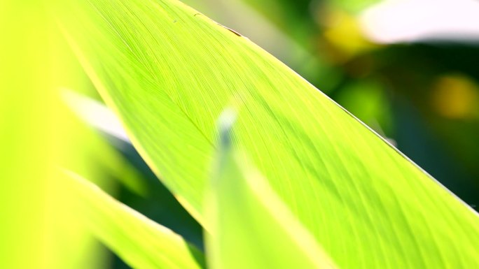 植物美人蕉、红艳蕉、小花美人蕉、小芭蕉