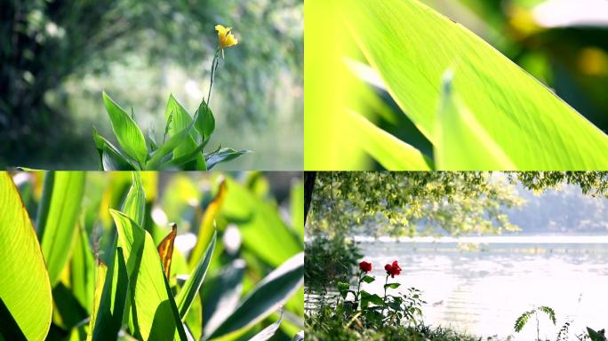 植物美人蕉、红艳蕉、小花美人蕉、小芭蕉