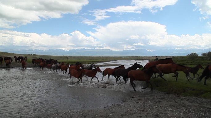 新疆伊犁草原天山牧场牧民牧马