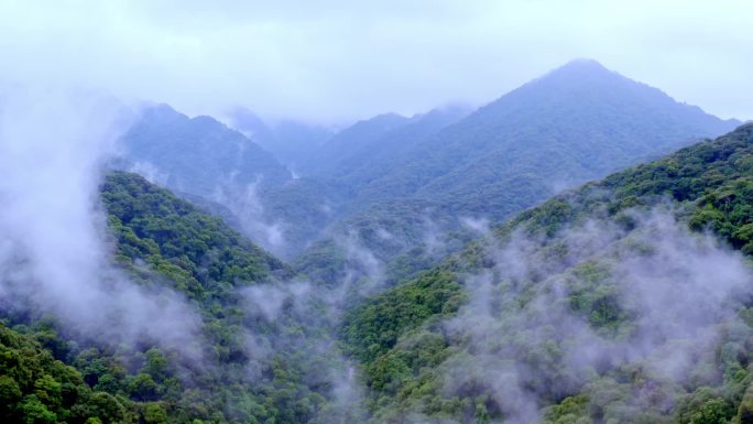 【原创可商用】高清航拍实拍原始森林植被