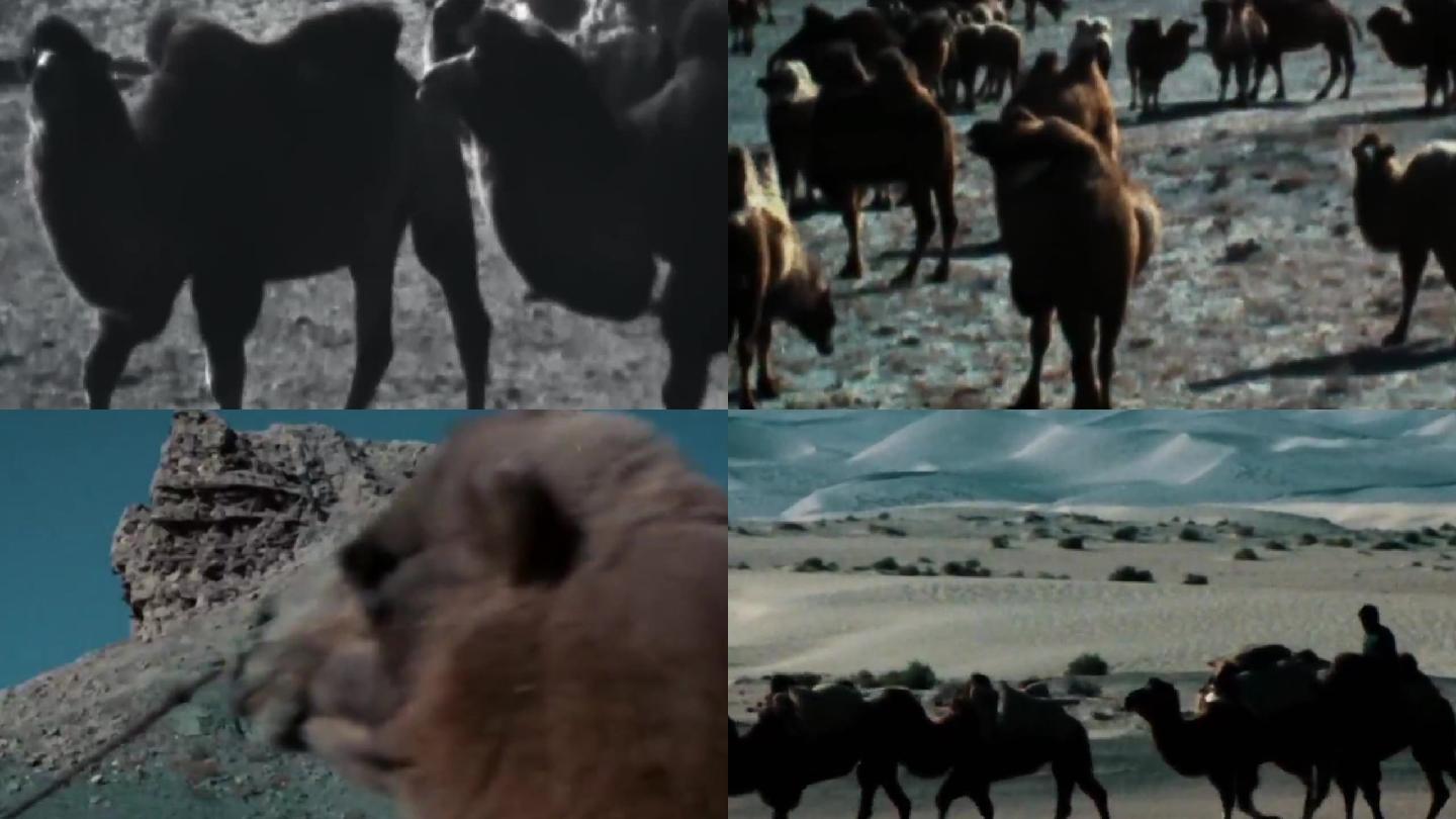 80年代沙漠骆驼运输茶马古道
