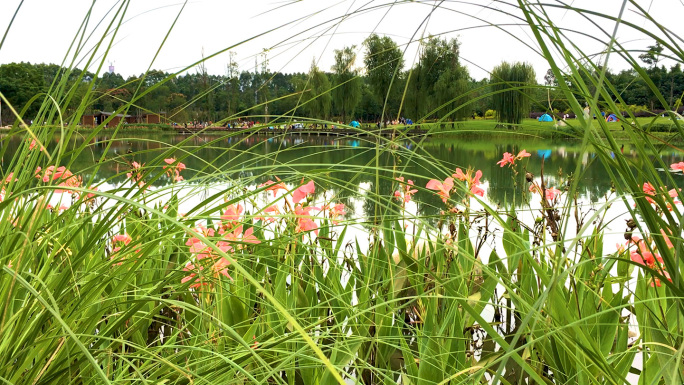 湿地公园水生植物湖边水草十三太保粉色花草