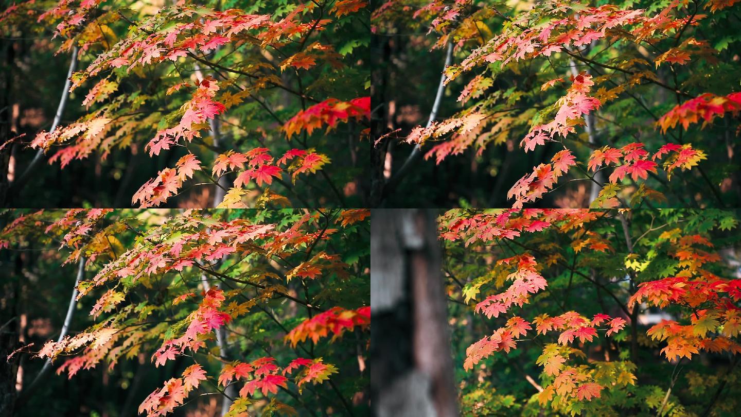 秋日泛红枫叶