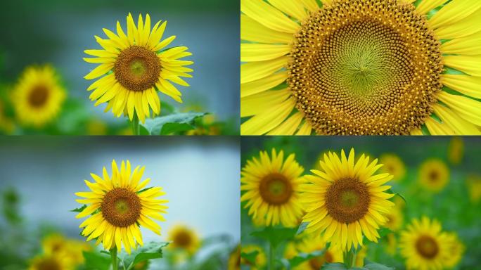 南宁：向日葵开花