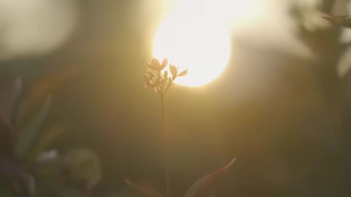 夕阳下的小红花美丽植物琴叶珊瑚HLG