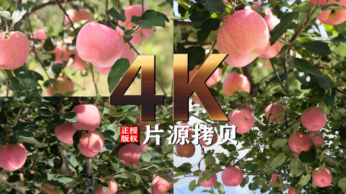 14条4K实拍苹果原文件素材（灰片