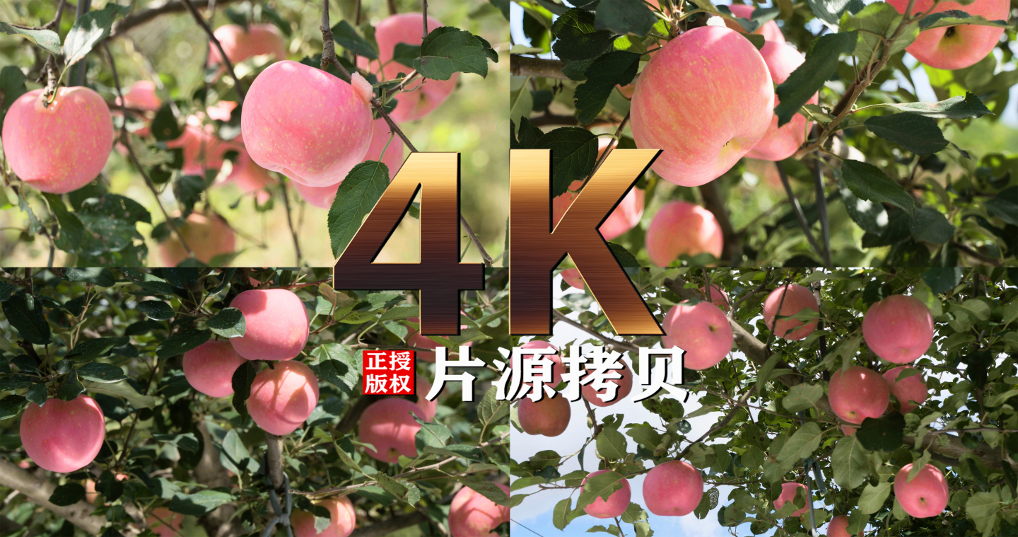 14条4K实拍苹果原文件素材（灰片