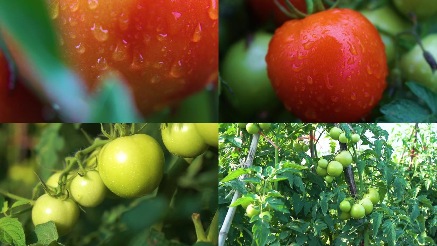 西红柿番茄种植，科技农业种植