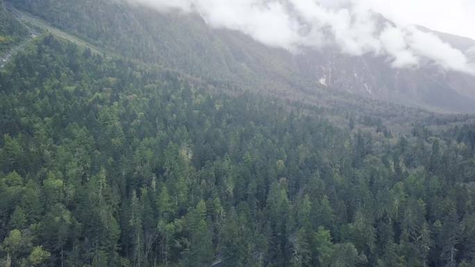 航拍西藏雪域高原上的原始森林