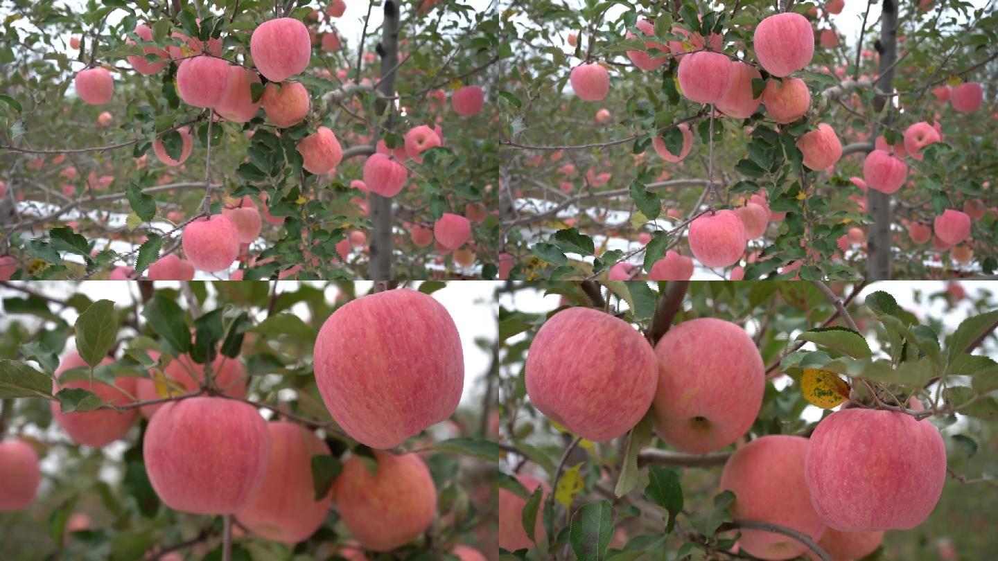 大苹果红苹果苹果树苹果白水苹果