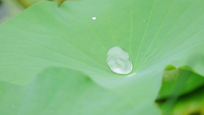 下雨天荷叶上滚动的水珠