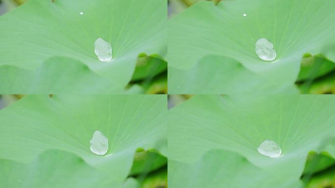 下雨天荷叶上滚动的水珠