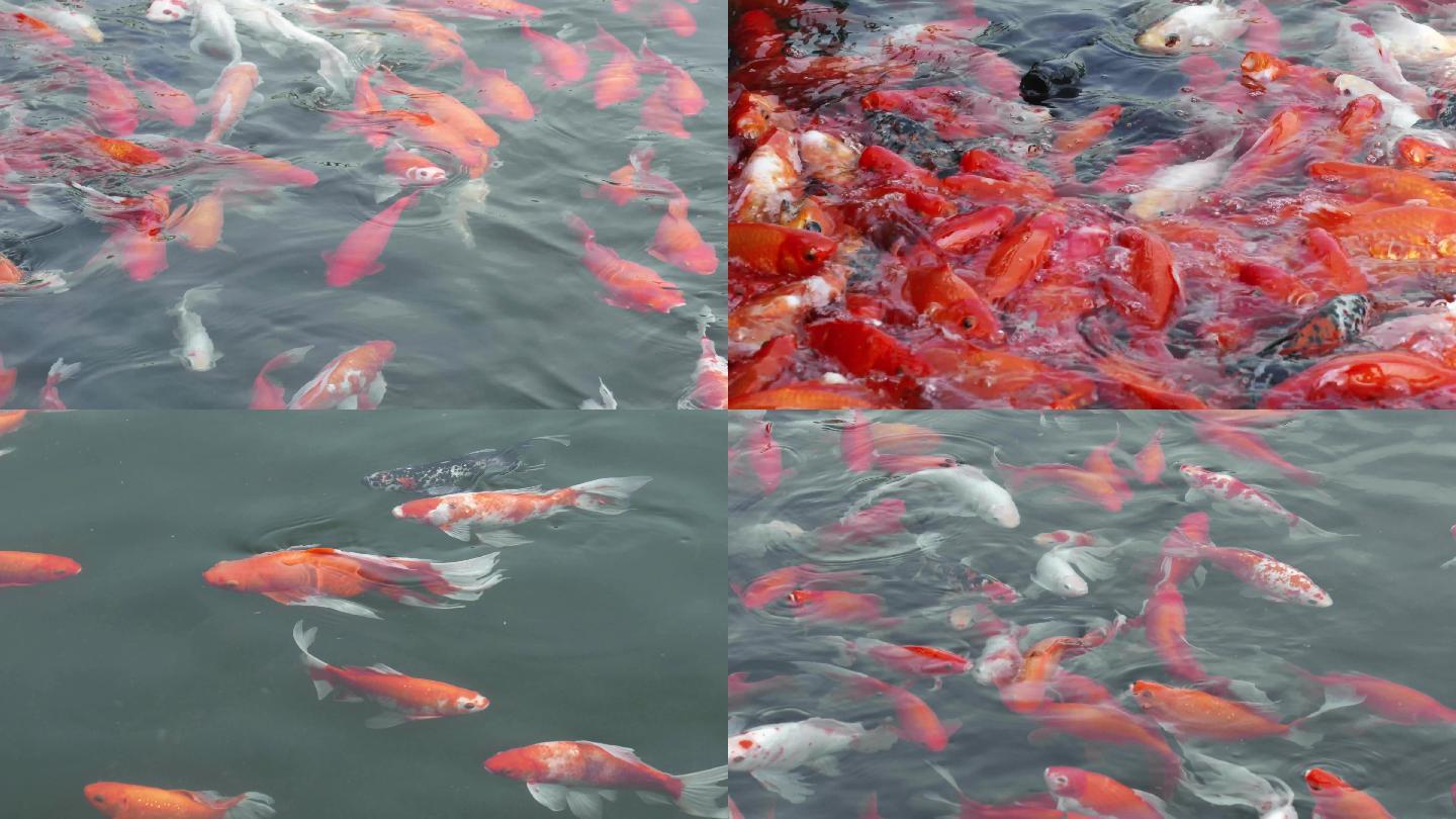 4K-金鱼锦鲤鱼戏水景观鱼