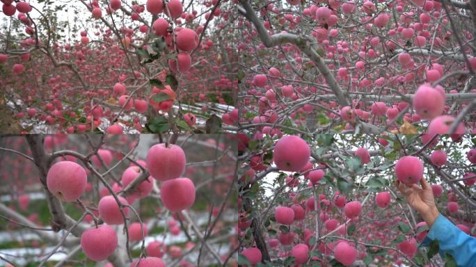 大苹果红苹果苹果树苹果白水苹果