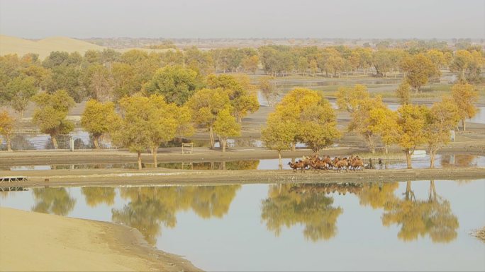 新疆塔里木河沙漠胡杨林