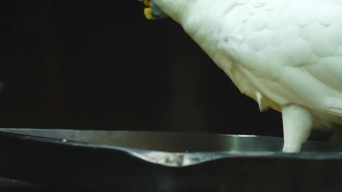 葵花鹦鹉吃食特写高清视频