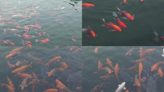 4K-金鱼-锦鲤-鱼戏水-景观鱼