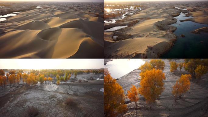 新疆塔里木河沙漠胡杨胡杨林航拍