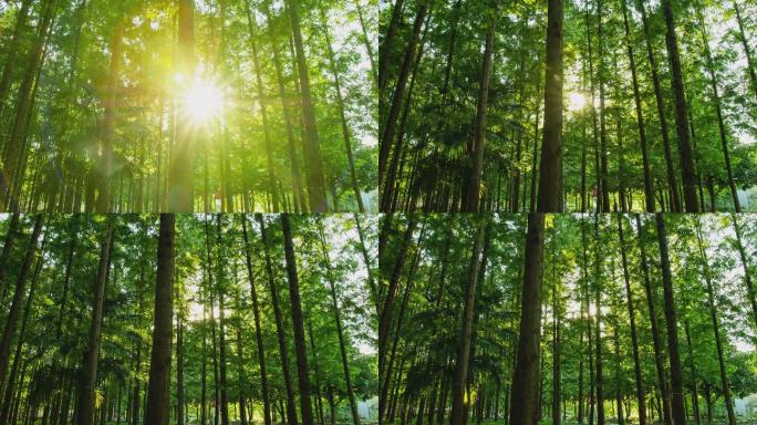 阳光穿过树林【4K素材】