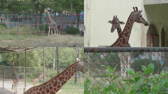 高清动物视频素材长颈鹿