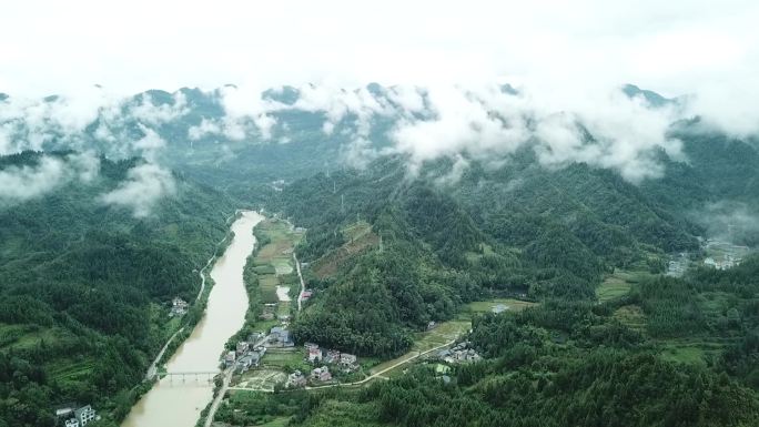 藤茶茶山自然风光