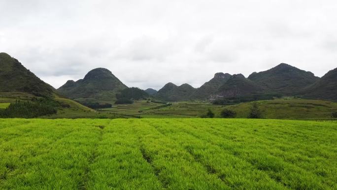 航拍生姜种植基地