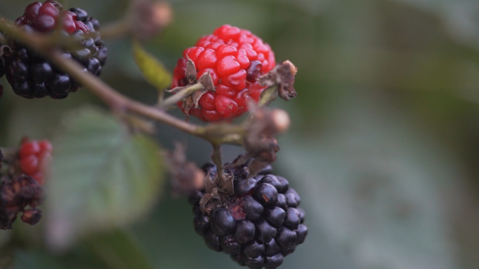 树莓种植高端水果浆果童年水果