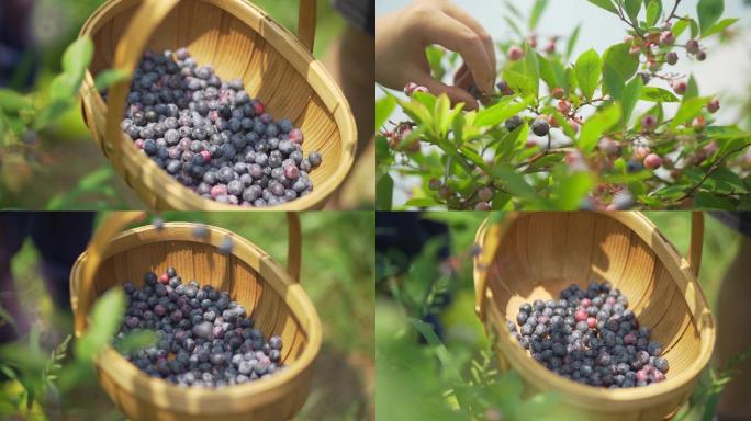 摘蓝莓农家采摘野生蓝莓天然野生