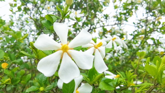 栀子花栀子花开漫山遍野花朵鲜花