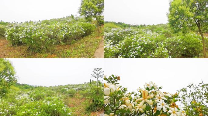 栀子花栀子花开漫山遍野花朵鲜花