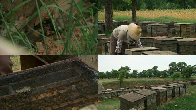 旧影像--80年代养蜂人