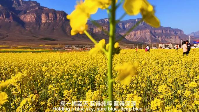 片头油菜花片头片尾百花香，四季的轮回