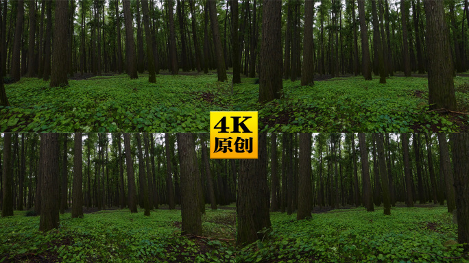 (4K有版权)植被茂密的阴郁的原始森林