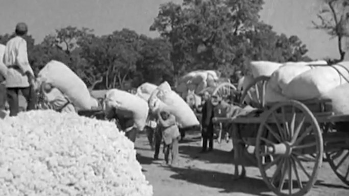 40年代棉花种植棉花园农民