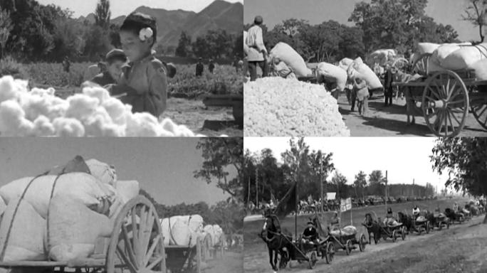 40年代棉花种植棉花园农民