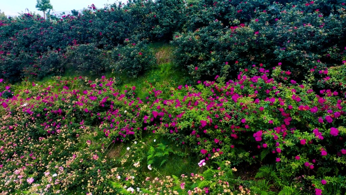 4K花卉种植基地花田花海绣球花昆明春城