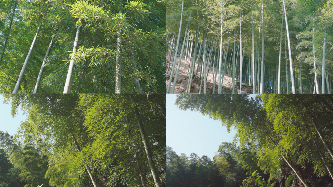 【4K】山海竹林背景视频