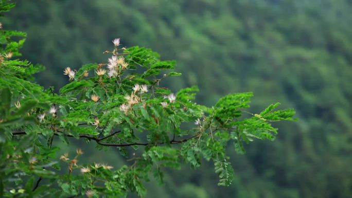 山上野生合欢树山间云雾低沉