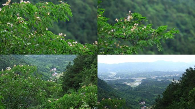 山上野生合欢树山间云雾低沉