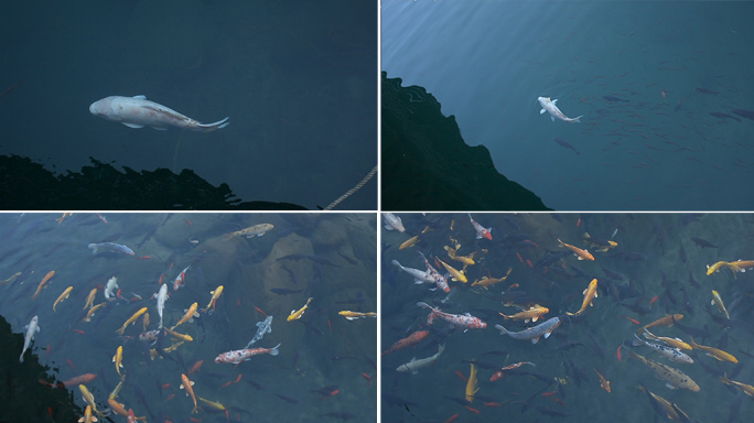 60帧-高清实拍水中游动的鱼