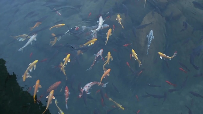 60帧-高清实拍水中游动的鱼